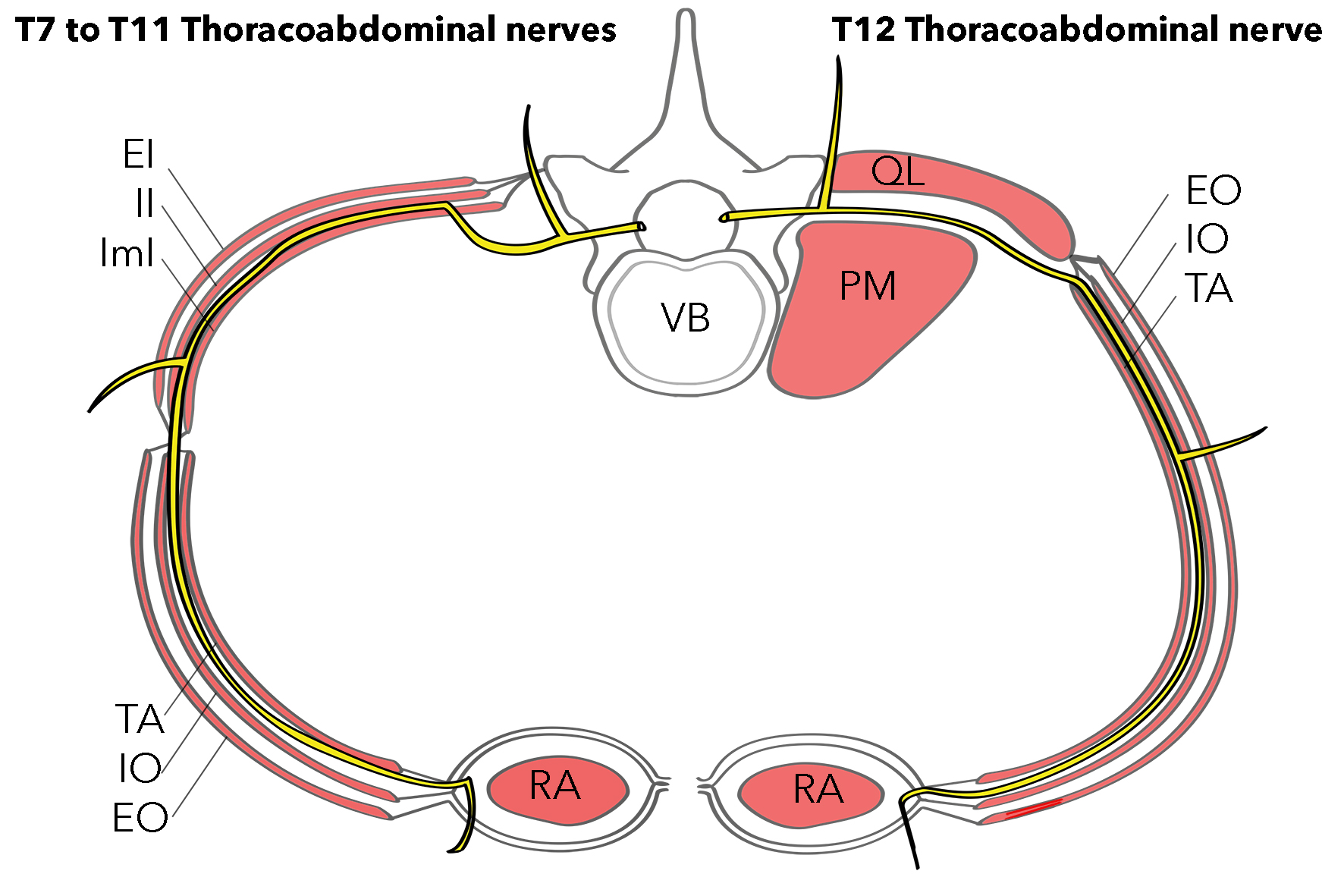 Anatomy, Anterolateral Abdominal Wall Nerves Article