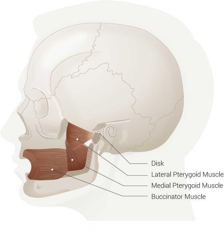 Anatomy, Head And Neck, Lateral Pterygoid Muscle Article - StatPearls