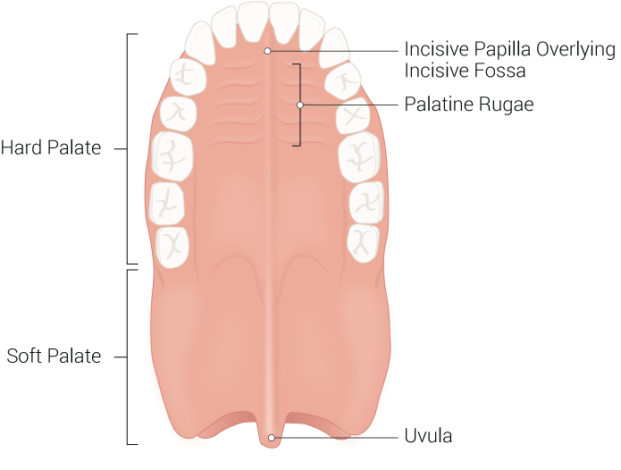 Anatomy, Head and Neck, Palate musculoskeletal Article StatPearls