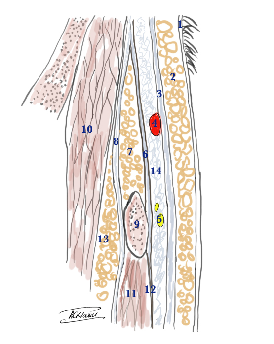 Anatomy Head And Neck Temporoparietal Fascia Article