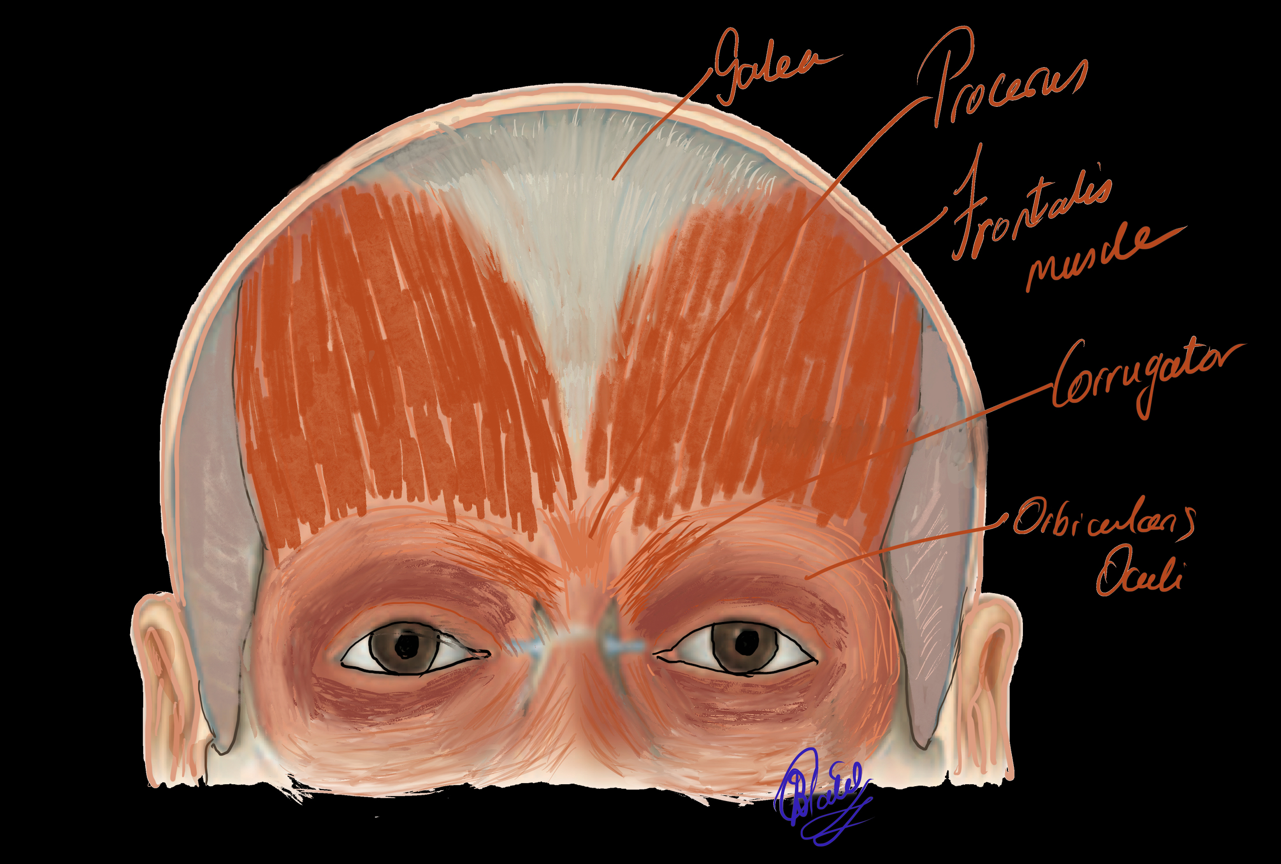 Frontalis Anatomy Origin Insertion Action Innervation - vrogue.co