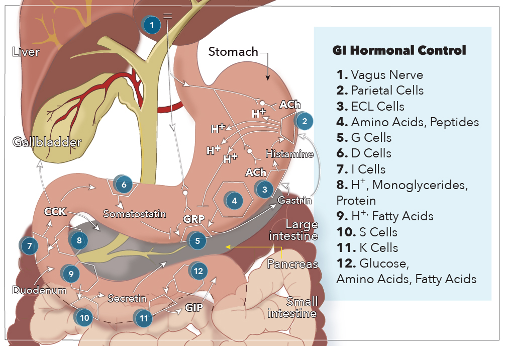 Physiology, Gastrointestinal Hormonal Control Article