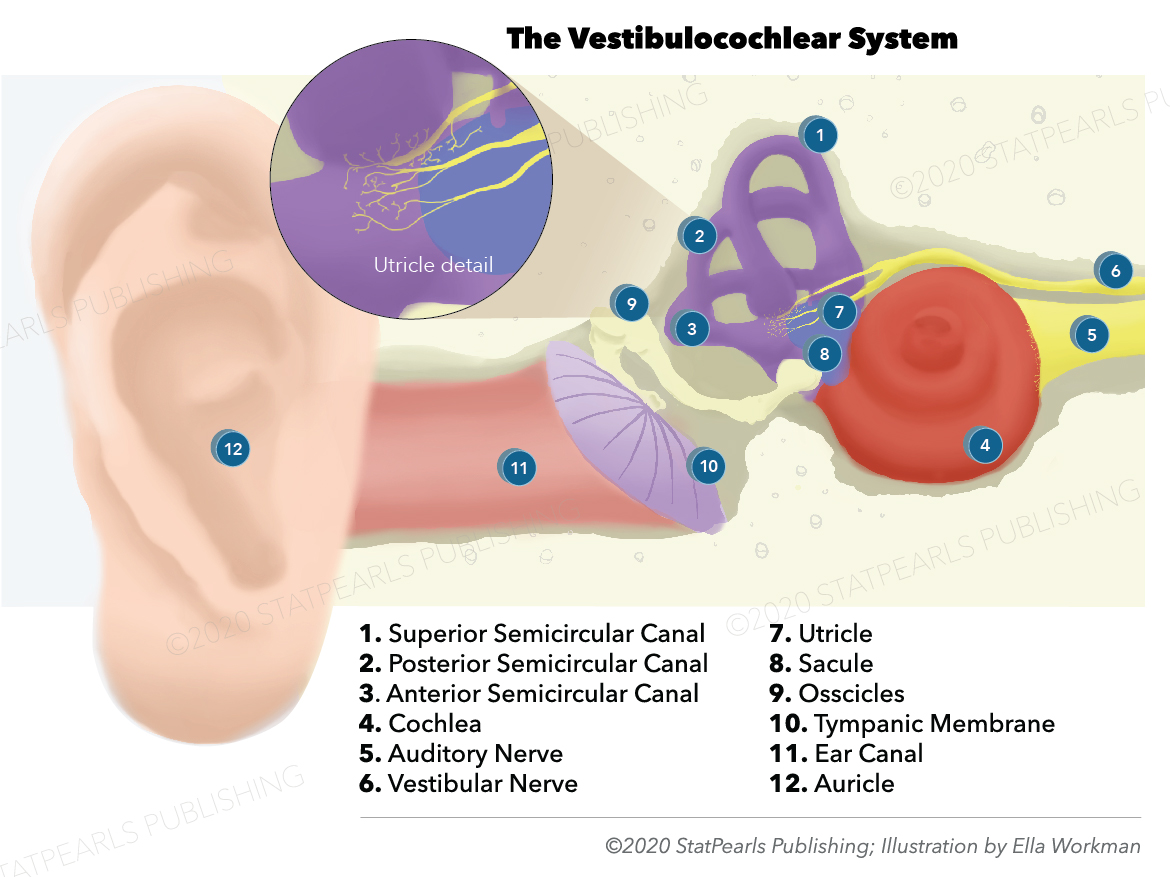 Neuroanatomy, Cranial Nerve 8 (Vestibulocochlear) Article - StatPearls