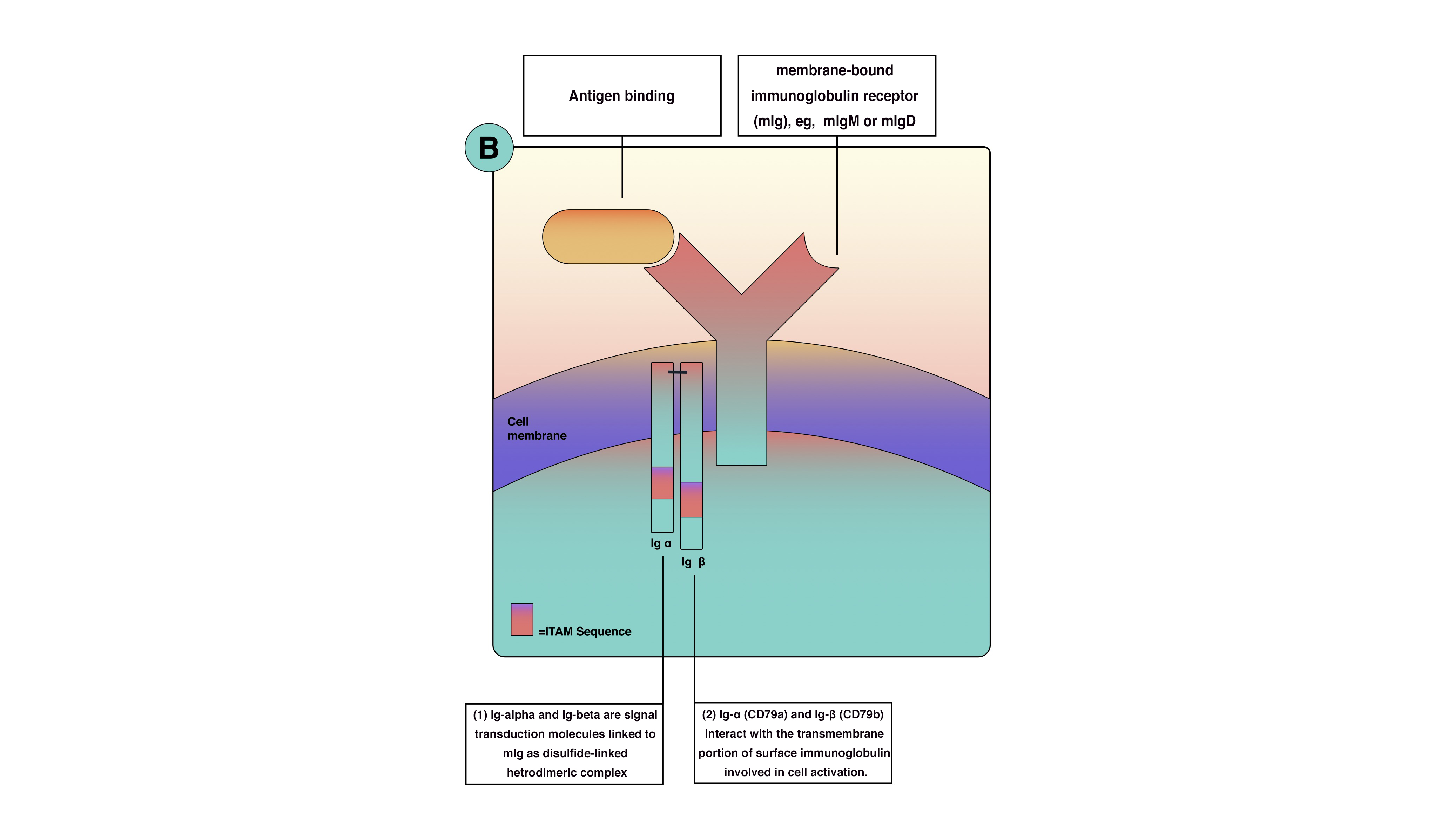 Histology, B Cell Lymphocyte Article