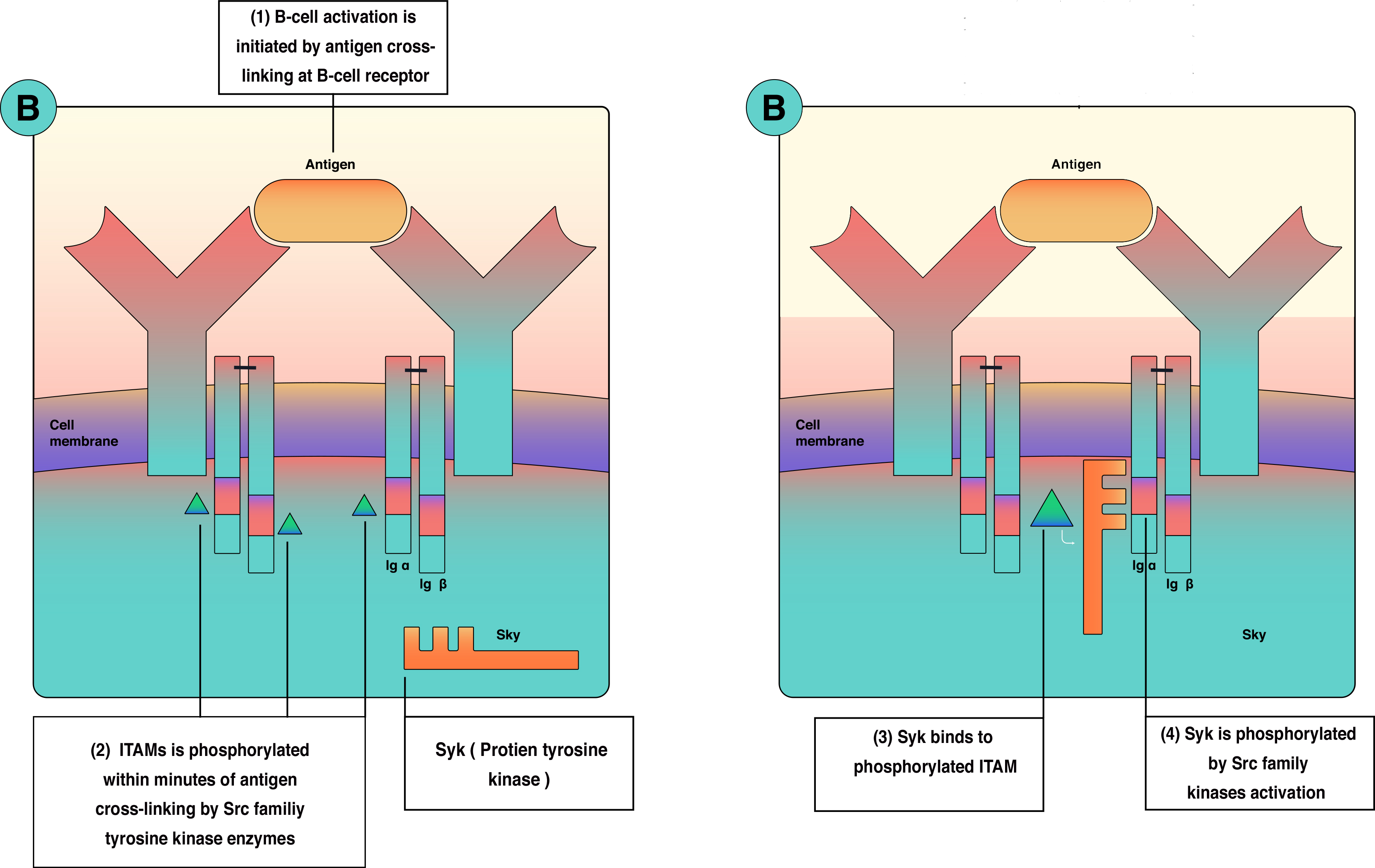 Histology, B Cell Lymphocyte Article