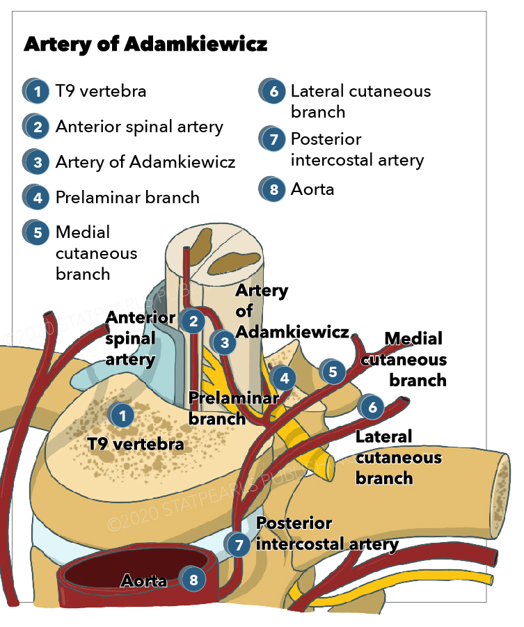 Anatomy Back Anterior Spinal Artery Treatment Management Point Hot Sex Picture 7627