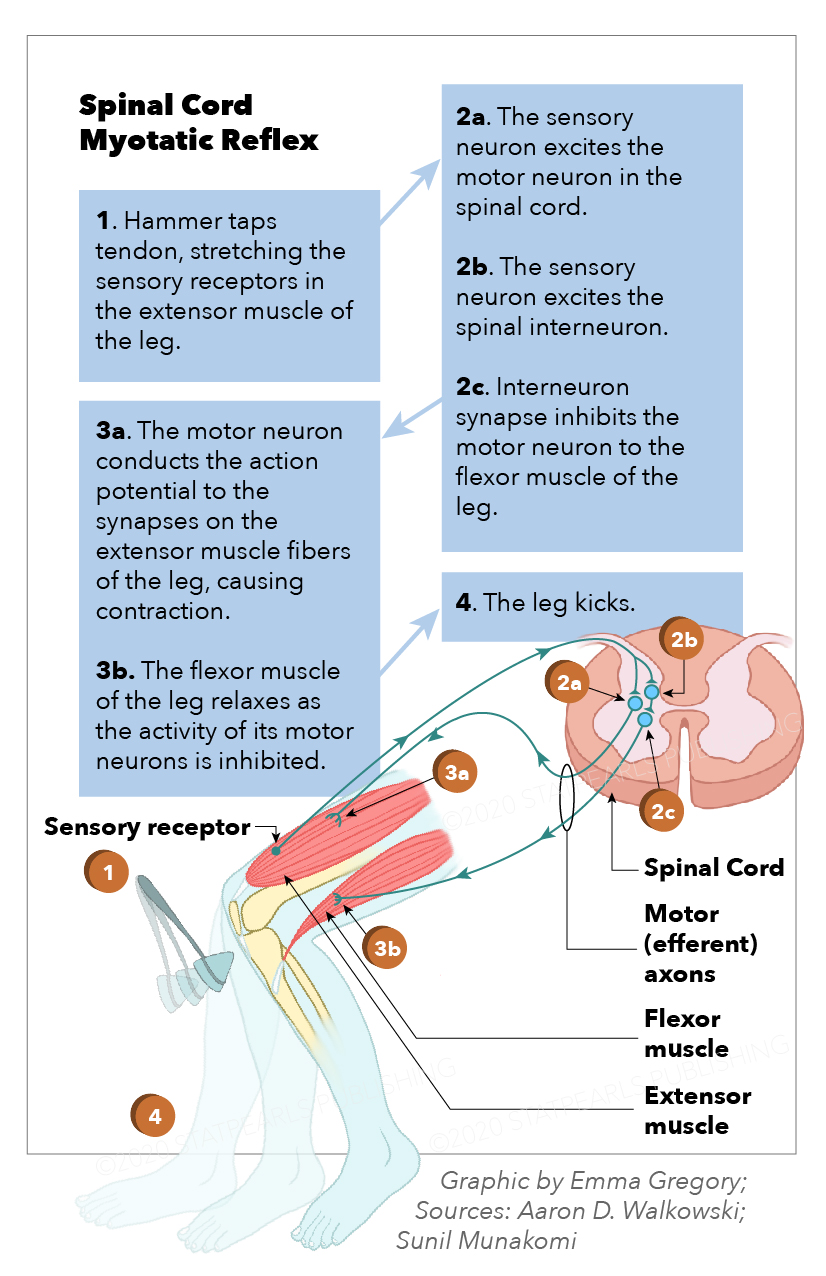 Neuroanatomy, Spinal Cord Myotatic Reflex Article