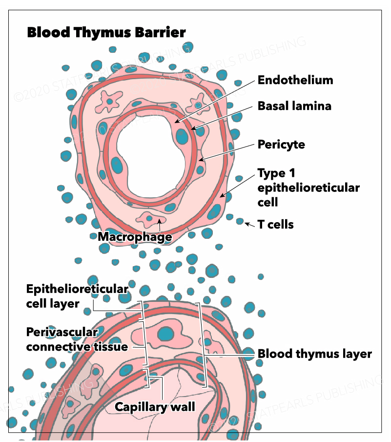 Blood Thymus Barrier Histology