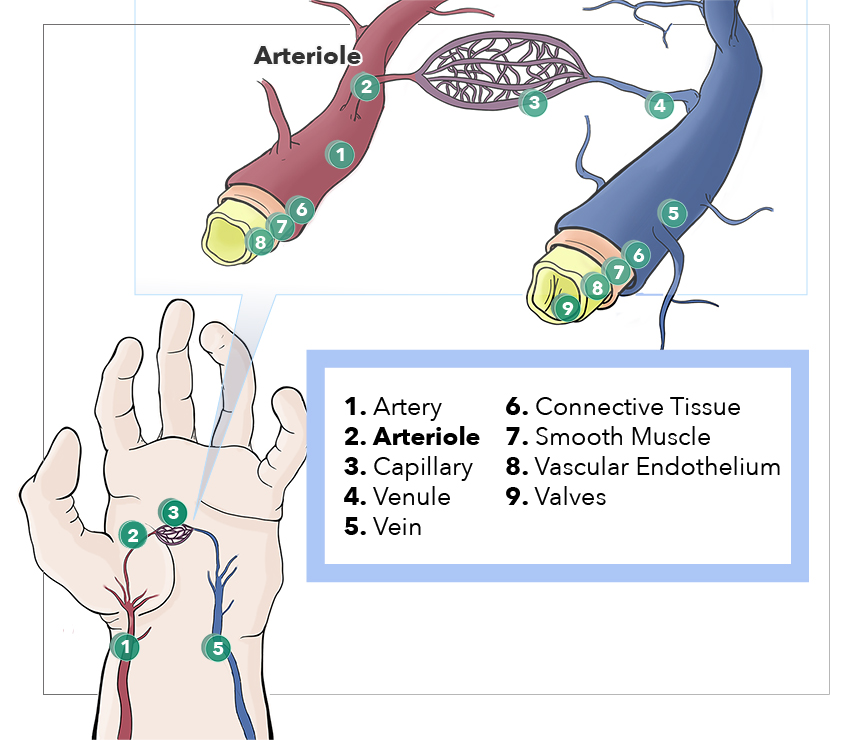 Anatomy, Arterioles Article