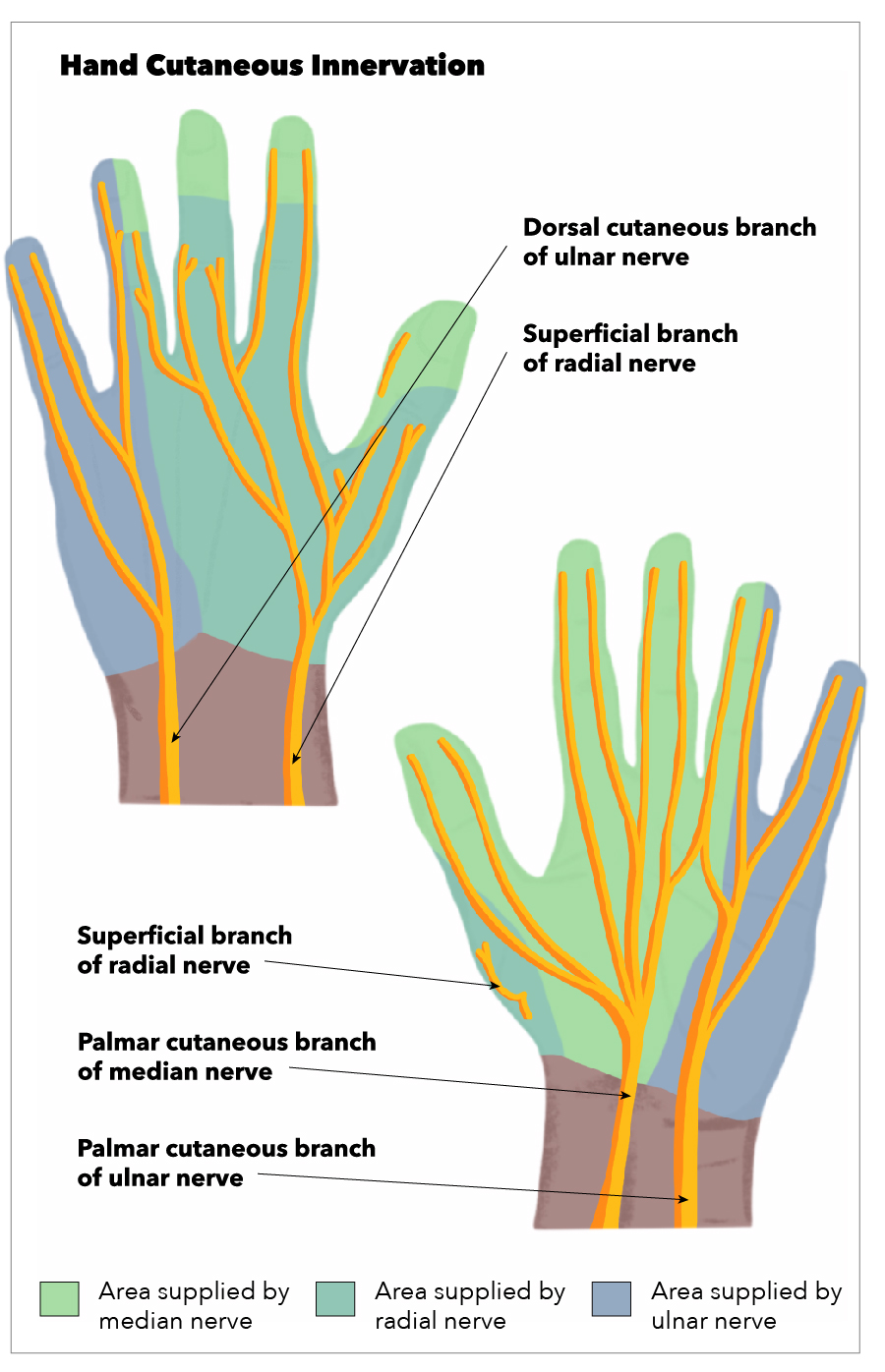 Anatomy Shoulder And Upper Limb Hand Cutaneous Innervation