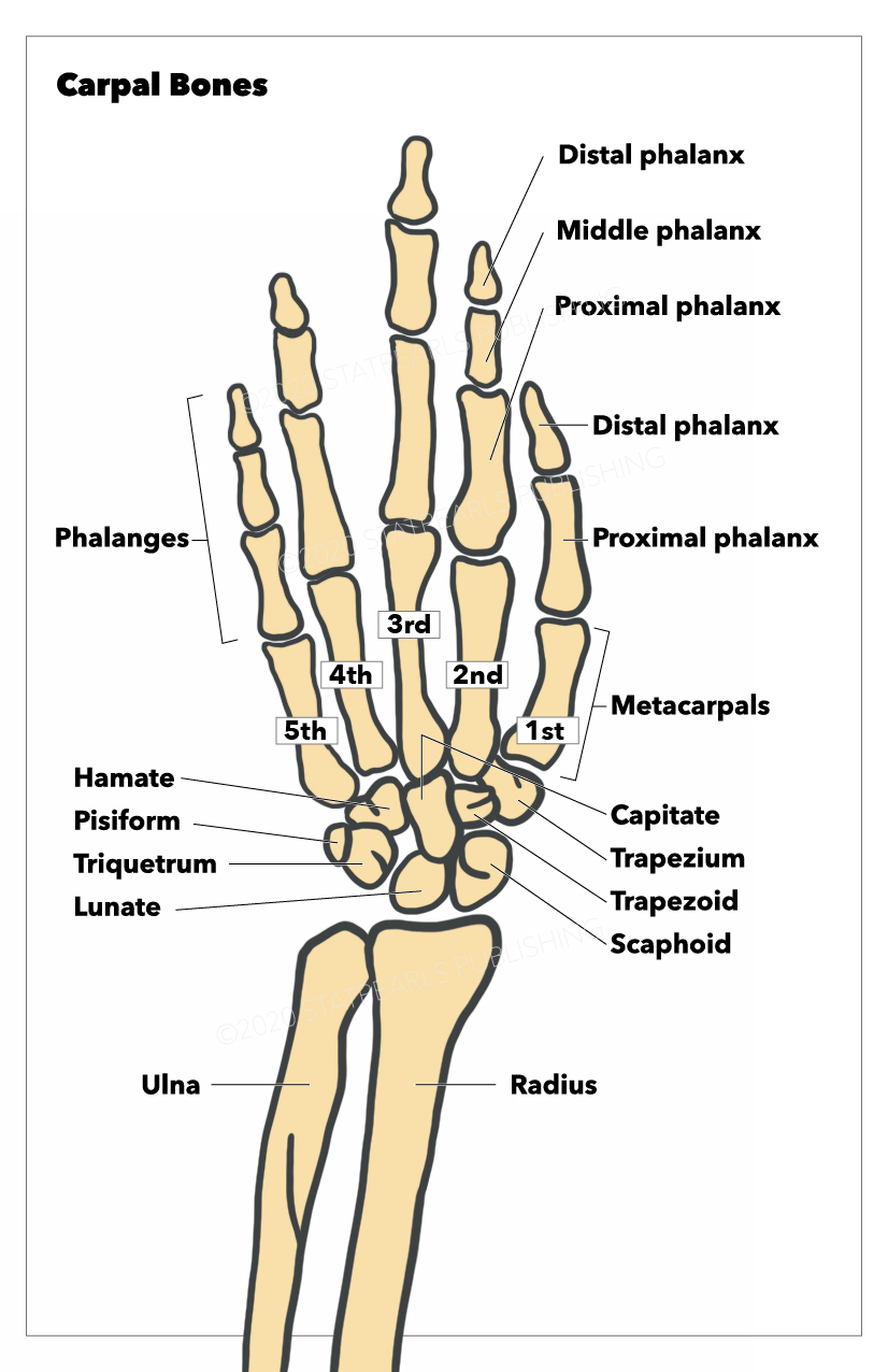 Anatomy, Shoulder And Upper Limb, Hand Carpal Bones Article