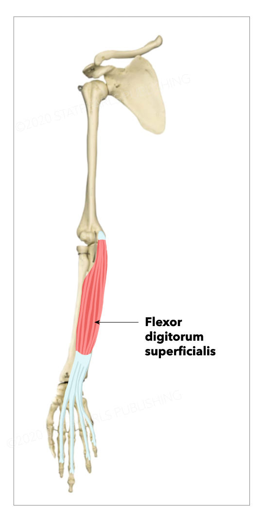 Anatomy, Shoulder And Upper Limb, Hand Flexor Digitorum Superficialis 