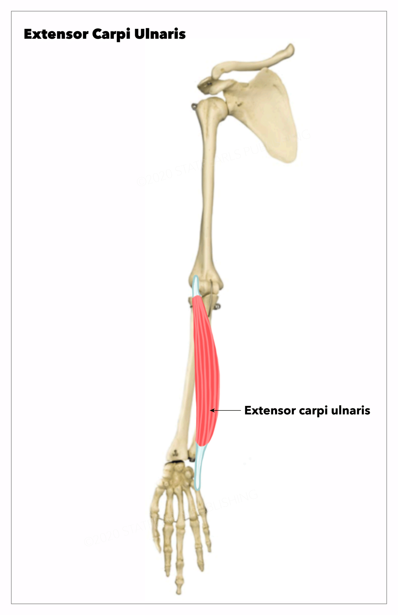 Anatomy, Shoulder And Upper Limb, Forearm Extensor Carpi Ulnaris Muscle 