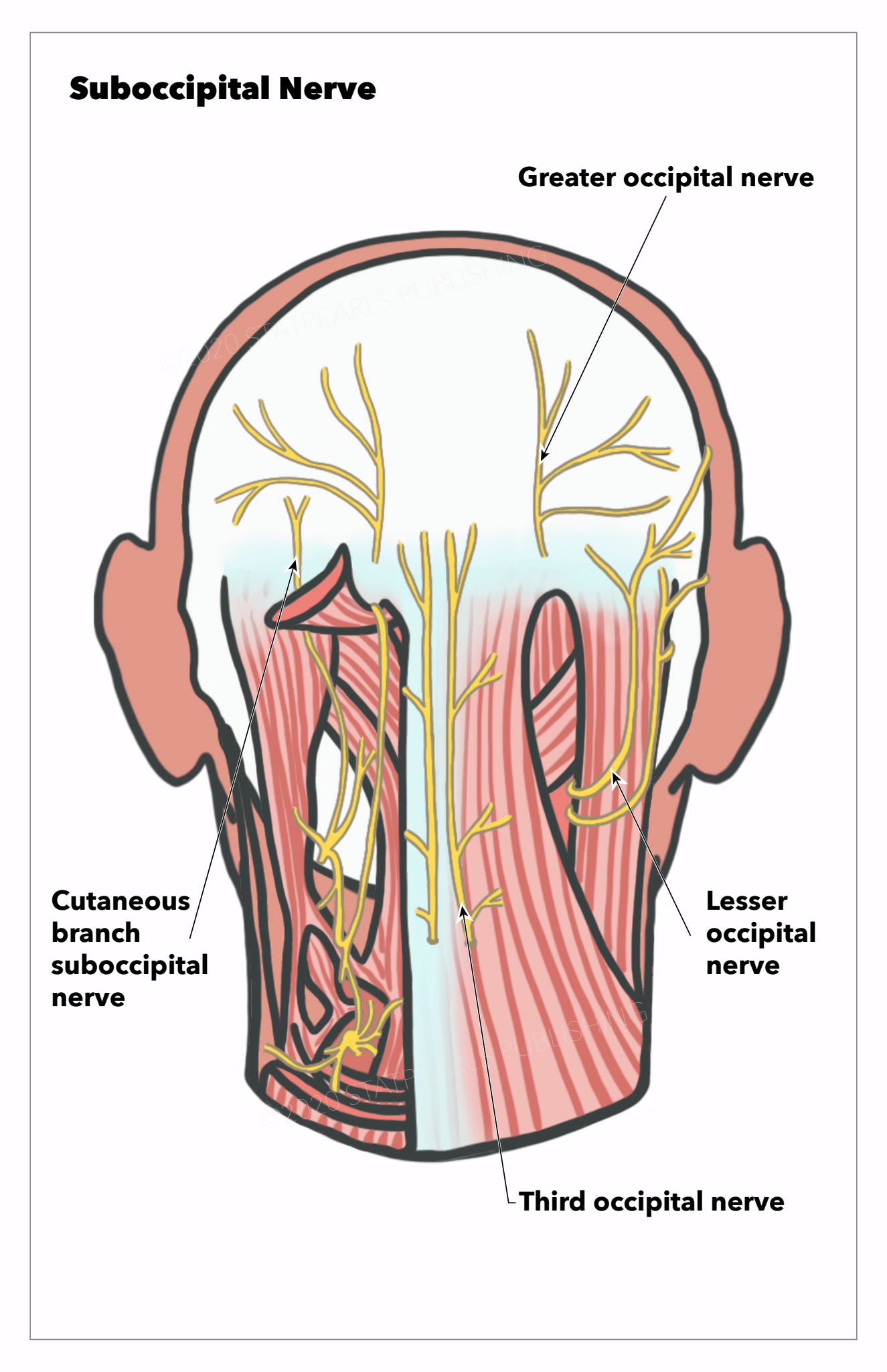 neuroanatomy-suboccipital-nerve-article