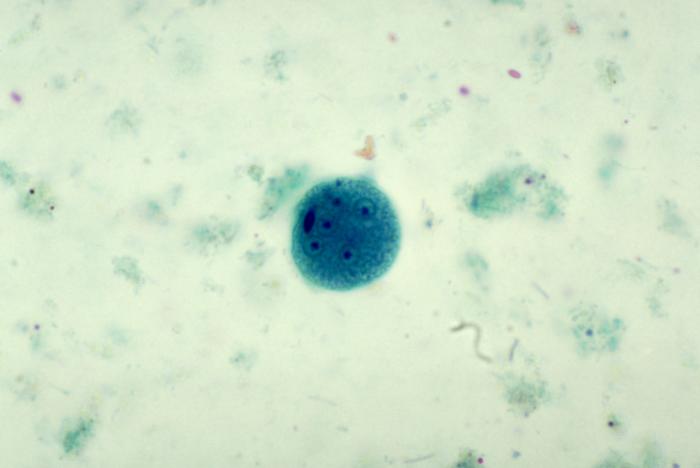 Lebenszyklus Von Entamoeba Coli 7237