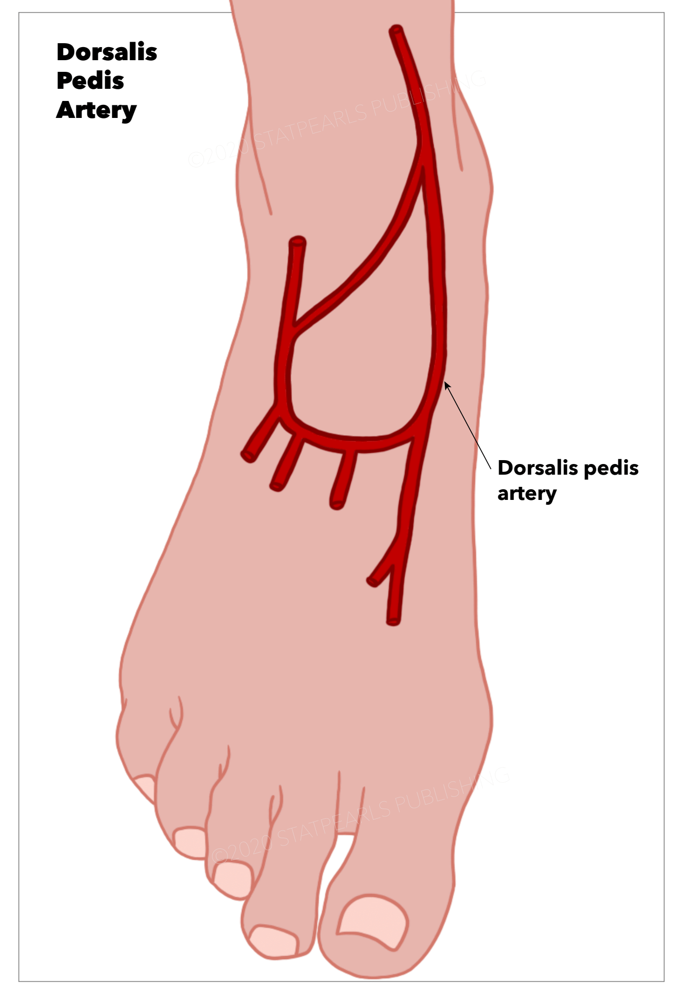 peroneal-artery-foot