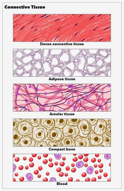 Anatomy, Connective Tissue Article