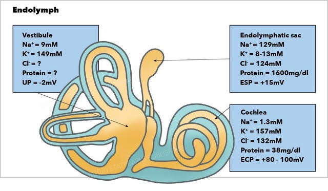 Schematic Figure Of Inner Ear Structures, And Ion Composition Of ...