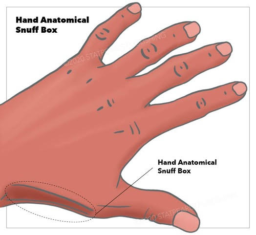 Anatomy, Shoulder And Upper Limb, Hand Anatomical Snuff Box | Treatment ...