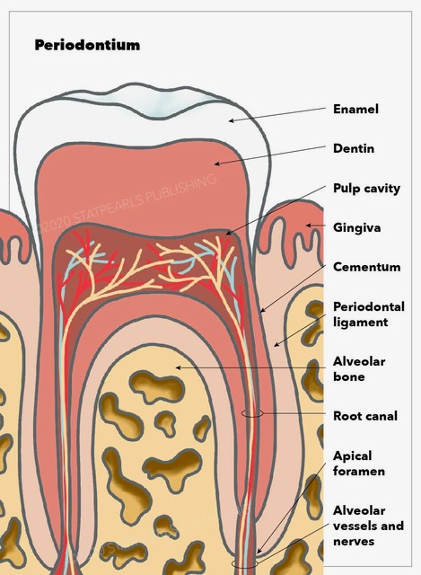 Histology, Periodontium Article