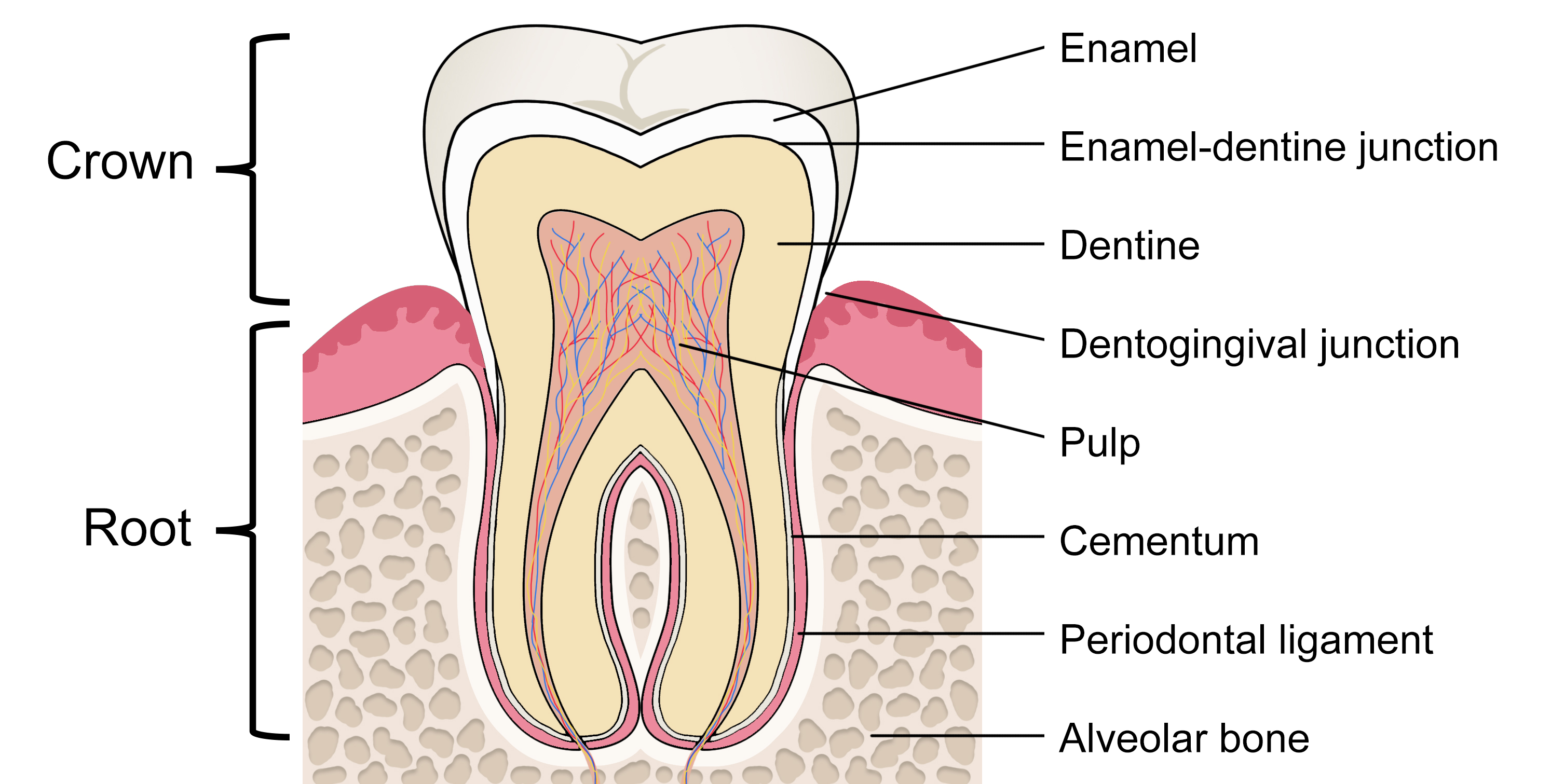 the-specialized-connective-tissue-that-forms-our-teeth-is