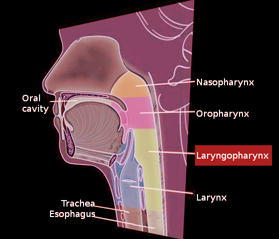 Anatomy, Head and Neck, Laryngopharynx Article