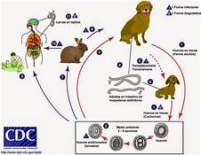 Toxocara Canis Article