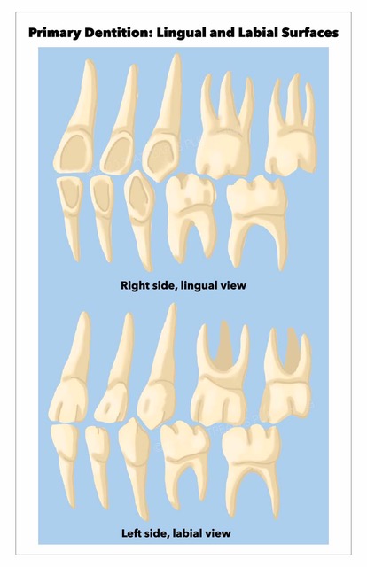 Anatomy, Permanent Dentition Article