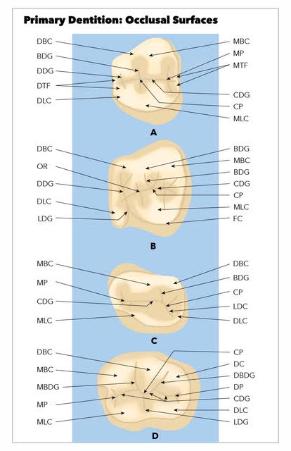 Anatomy, Head And Neck, Primary Dentition Article