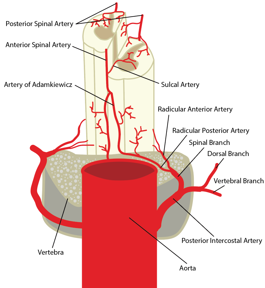 Anatomy Back Spinal Cord Arteries Article 7344