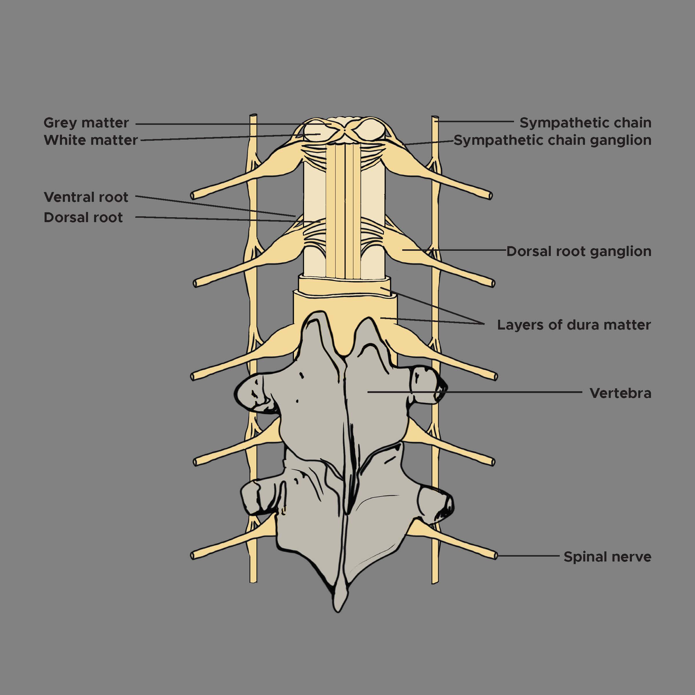 dorsal-ganglion