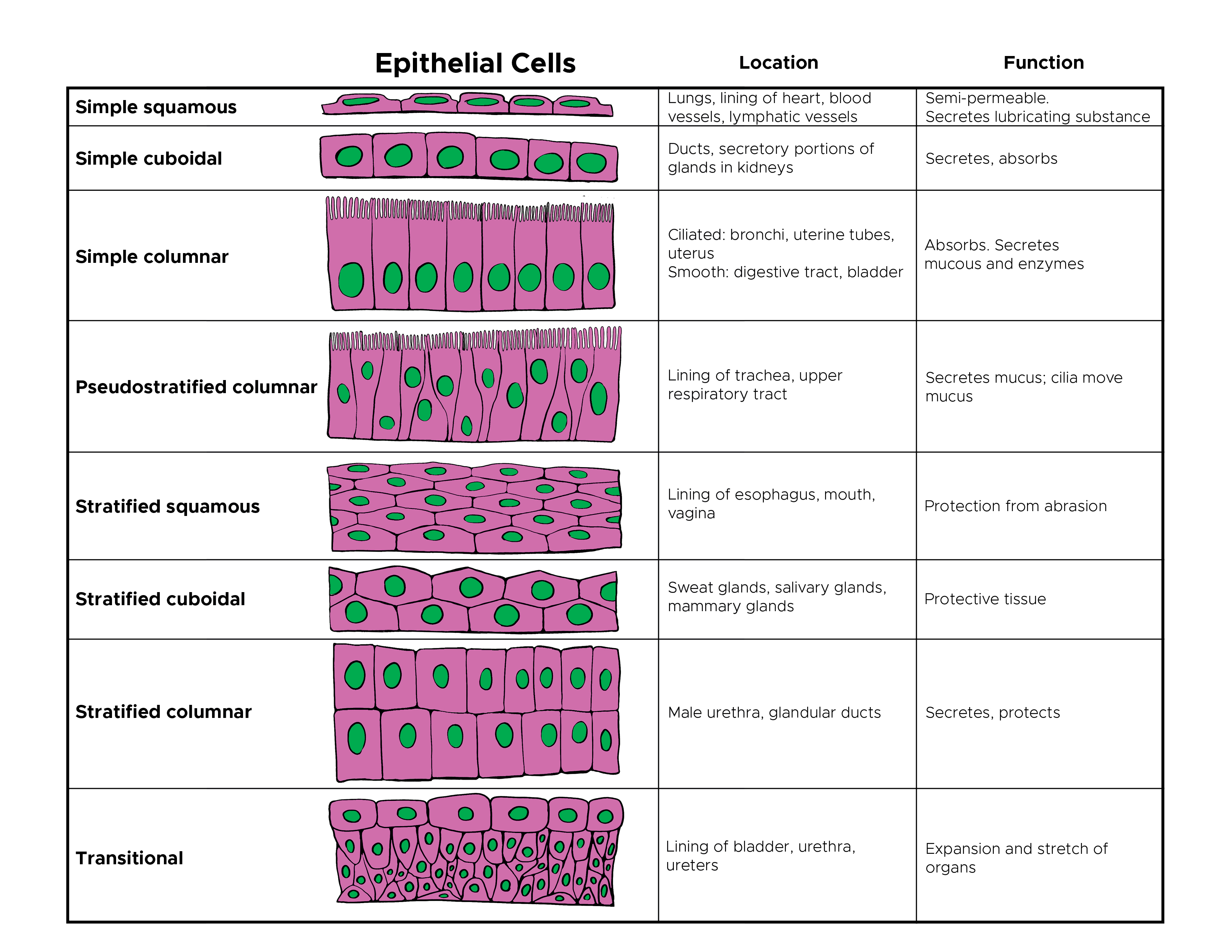 Histology Epithelial Cell Article 6629