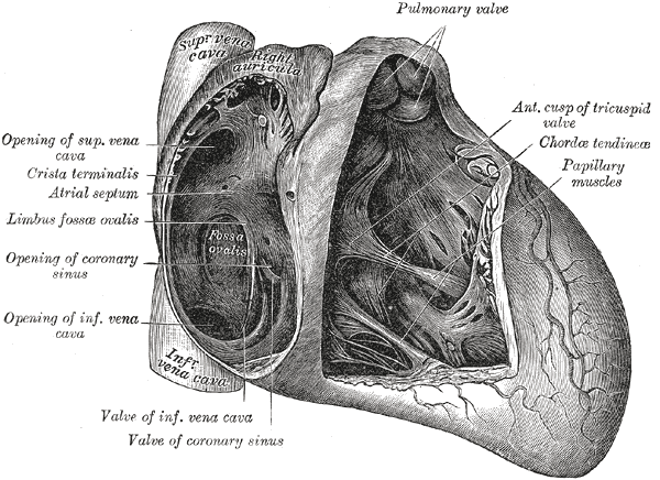 Anatomy, Thorax, Superior Vena Cava 