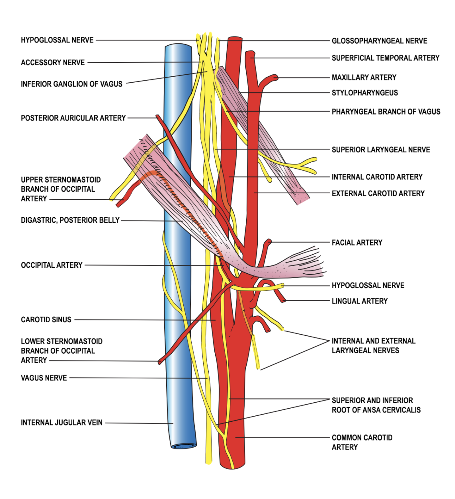 Anatomy, Head and Neck, Carotid Sheath Article