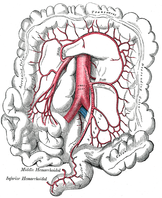 Anatomy, Abdomen and Pelvis: Arteries and Veins | Treatment ...