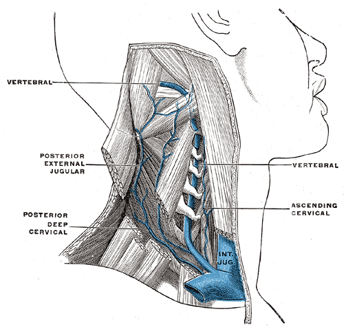 Anatomy, Head and Neck, Internal Jugular Vein Article