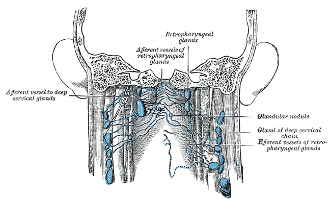 Anatomy, Head and Neck, Lymph Nodes | Treatment & Management | Point of ...