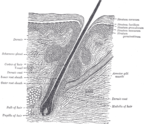 Anatomy, Hair | Treatment & Management | Point of Care