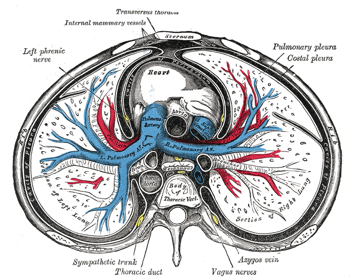 Anatomy, Thorax, Lung Pleura And Mediastinum | Treatment & Management ...