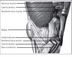 Pes Anserine Bursitis | Treatment & Management | Point of Care