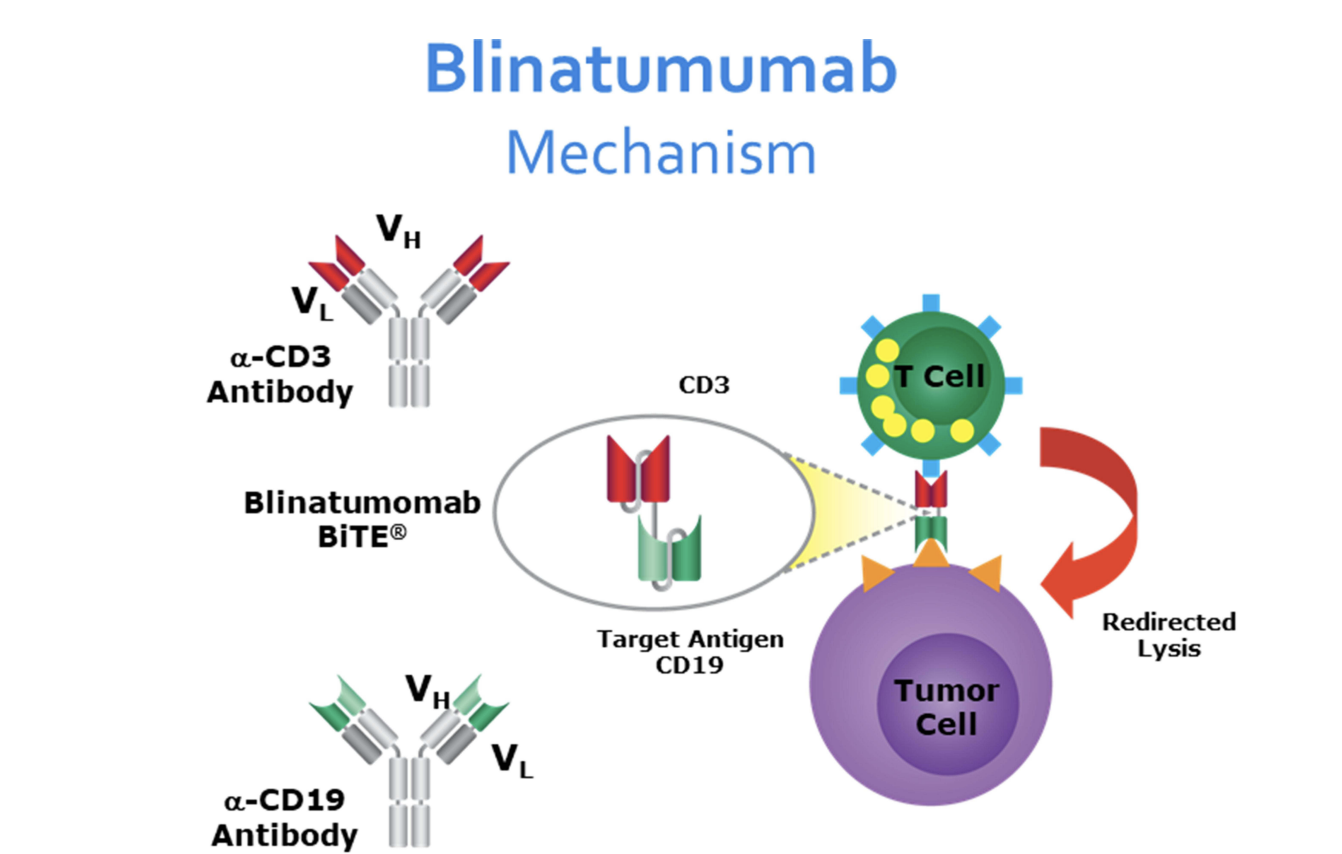 Bispecific Antibody Toxicity | Treatment & Management | Point Of Care