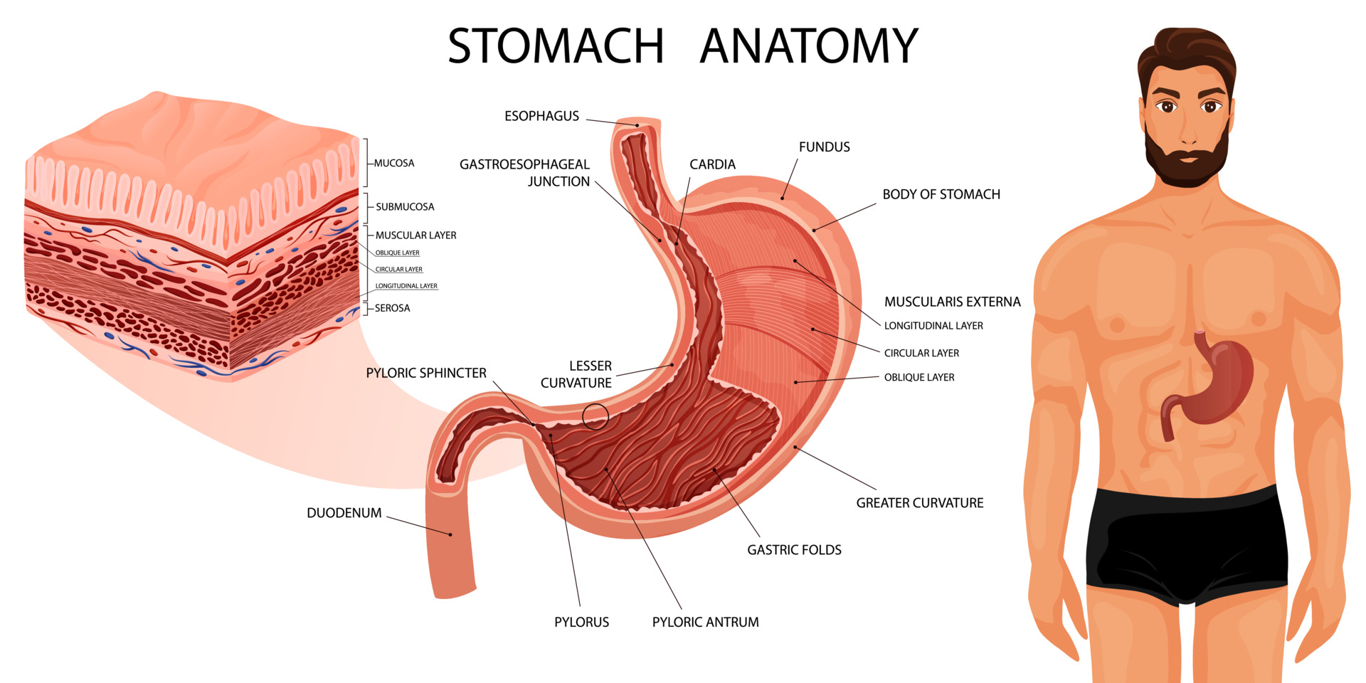 Gastric Resection for Malignancy | Treatment & Management | Point of Care