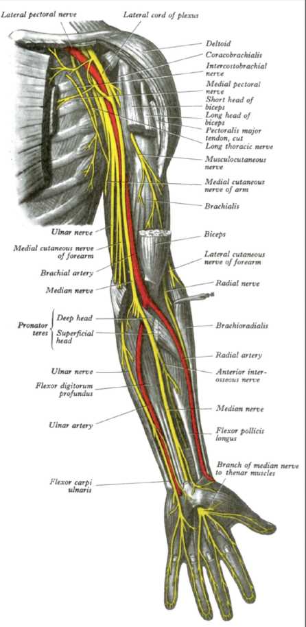 Anatomy, Shoulder and Upper Limb, Arm Nerves | Treatment & Management ...