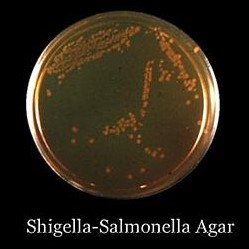 Shigella Article