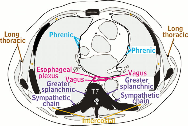 Anatomy, Abdomen and Pelvis, Splanchnic Nerves | Treatment & Management ...