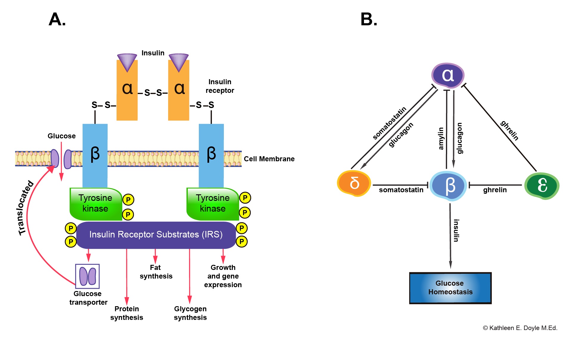 Physiology, Pancreas | Treatment & Management | Point of Care