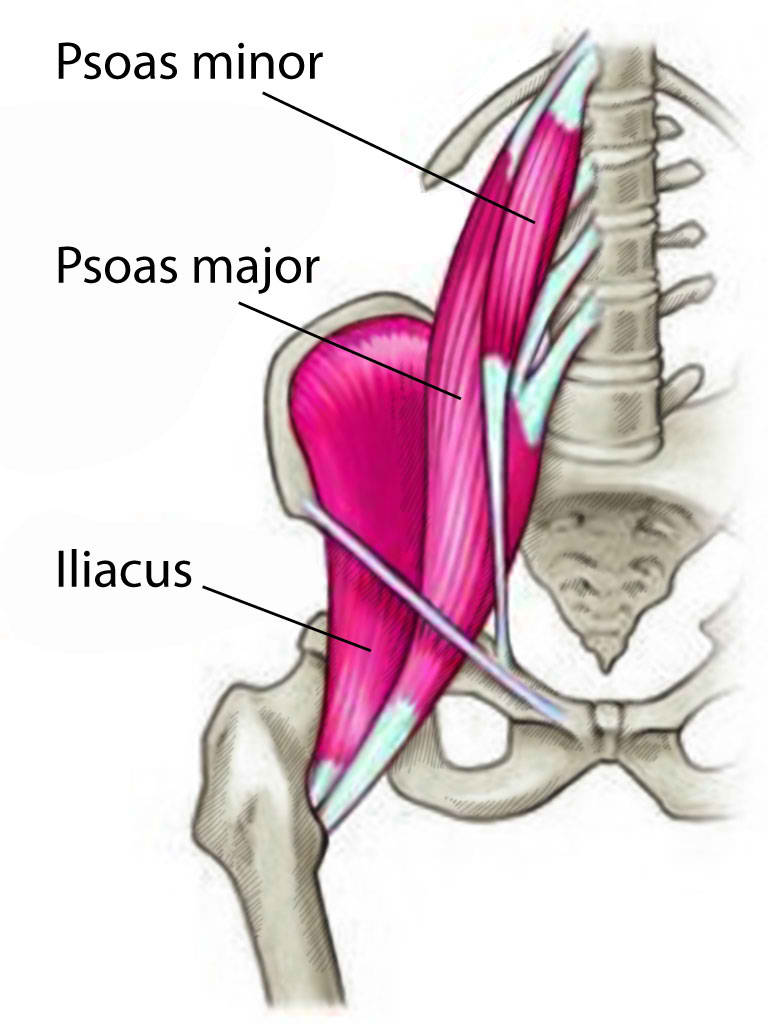 Anatomy, Bony Pelvis and Lower Limb, Psoas Major Article - StatPearls