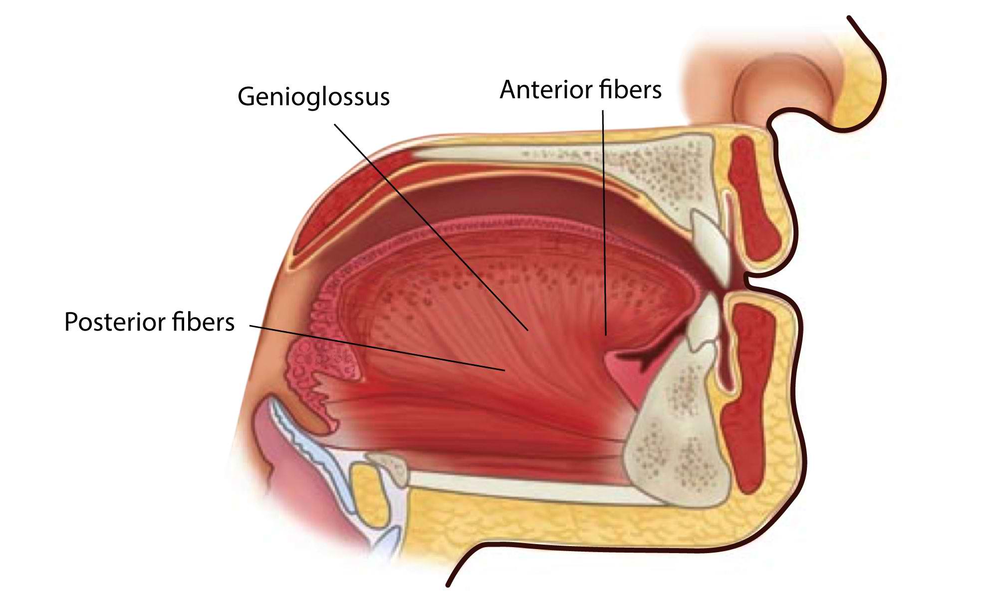 Anatomy, Head and Neck: Genioglossus Muscle | Treatment & Management | Point of Care