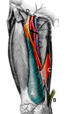 Anatomy, Abdomen and Pelvis: Adductor Canal (Subsartorial Canal, Hunter ...