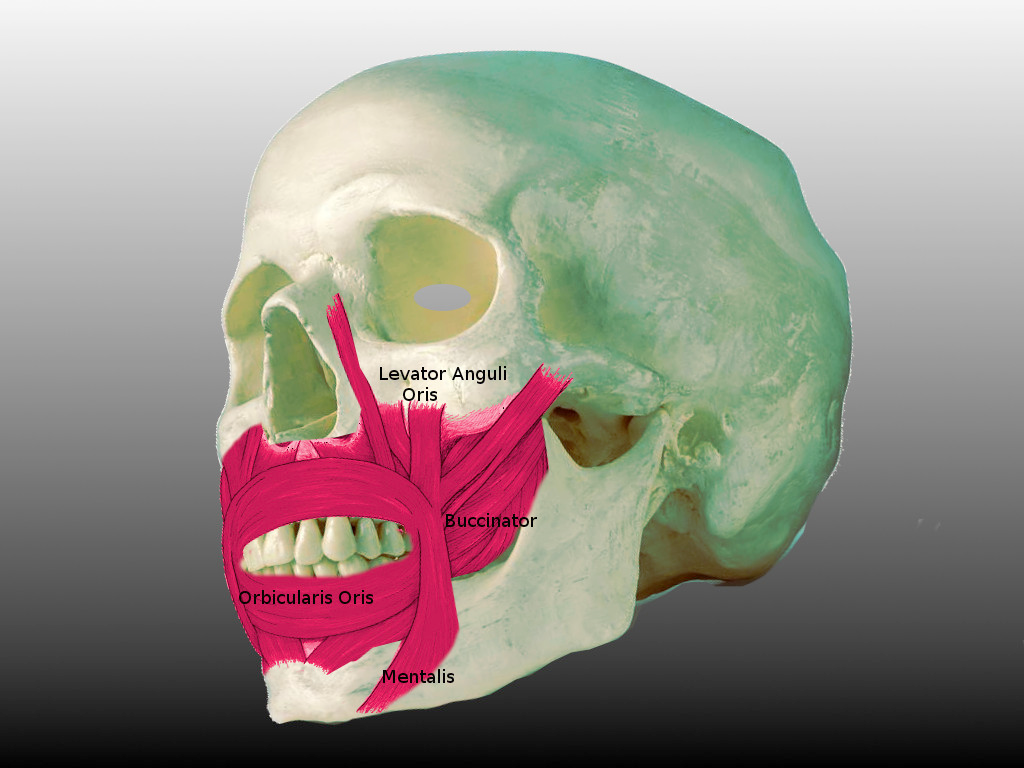 Anatomy Head and Neck Lips Treatment Management Point of Care